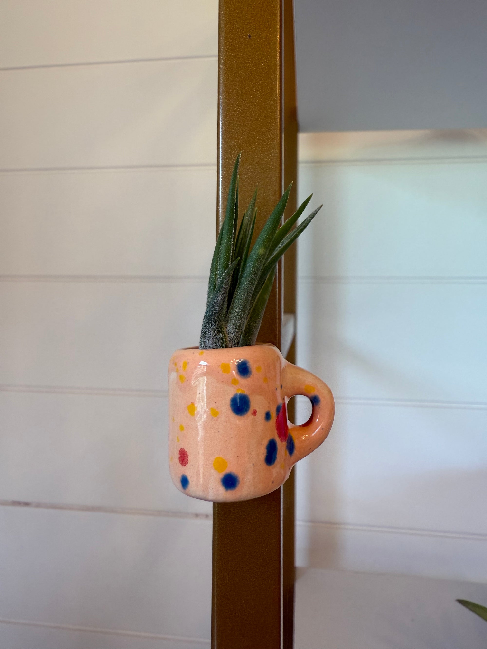 Mini Magnetic Air Plant Mug