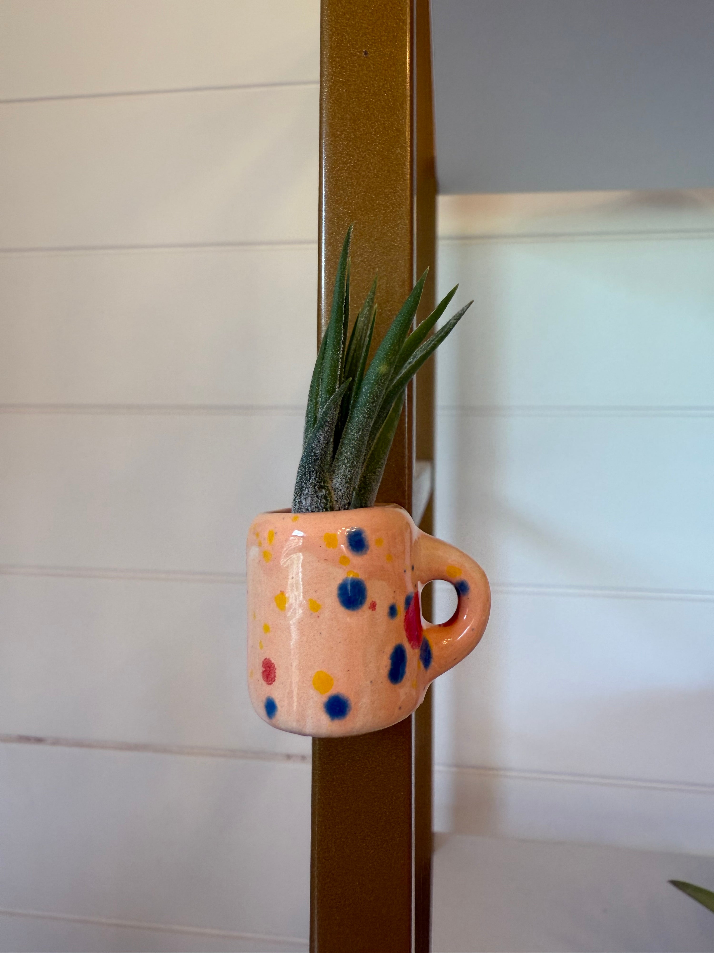 Mini Magnetic Air Plant Mug
