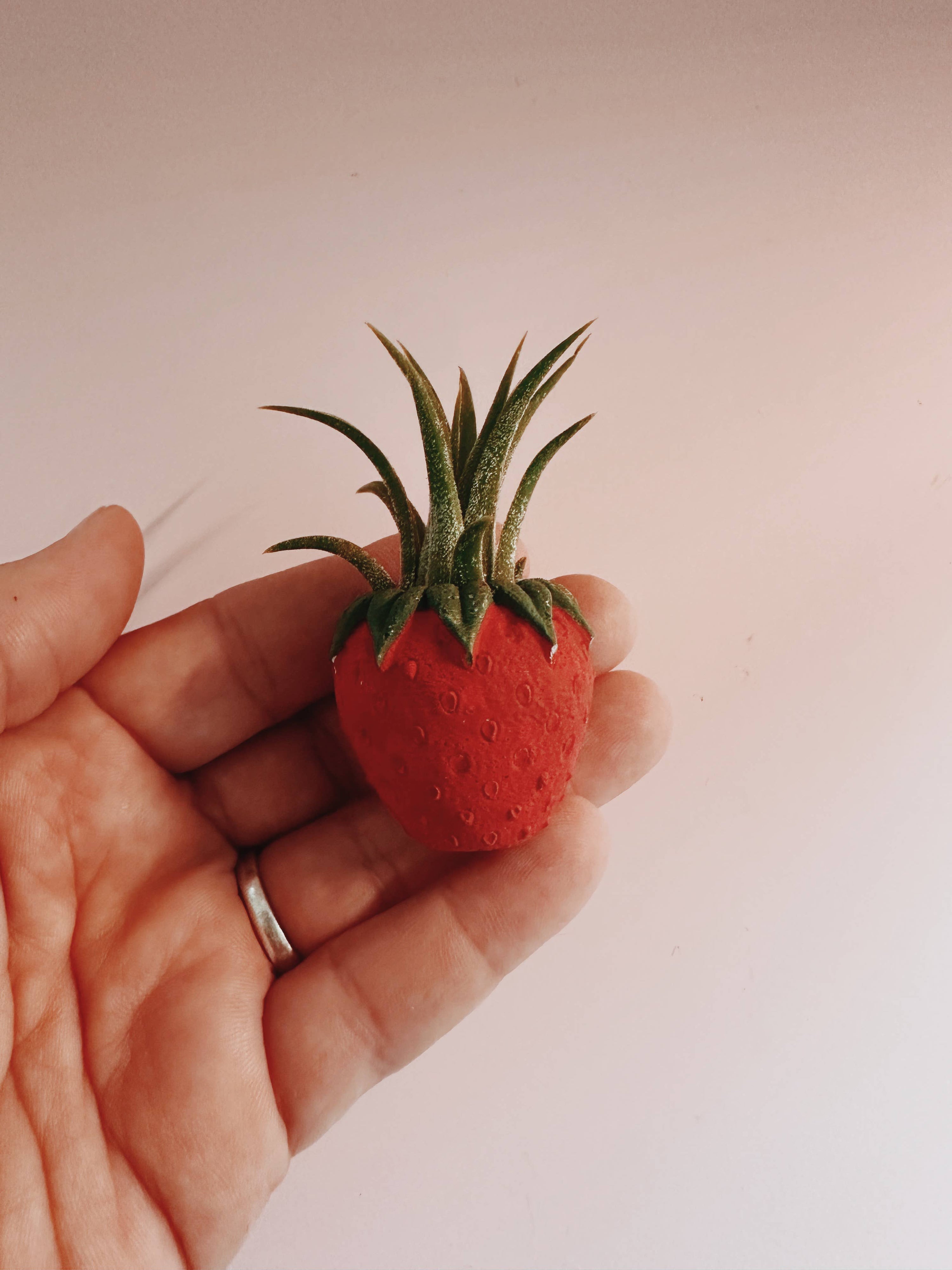 Red Strawberry Patch Mini Planter and Air Plant