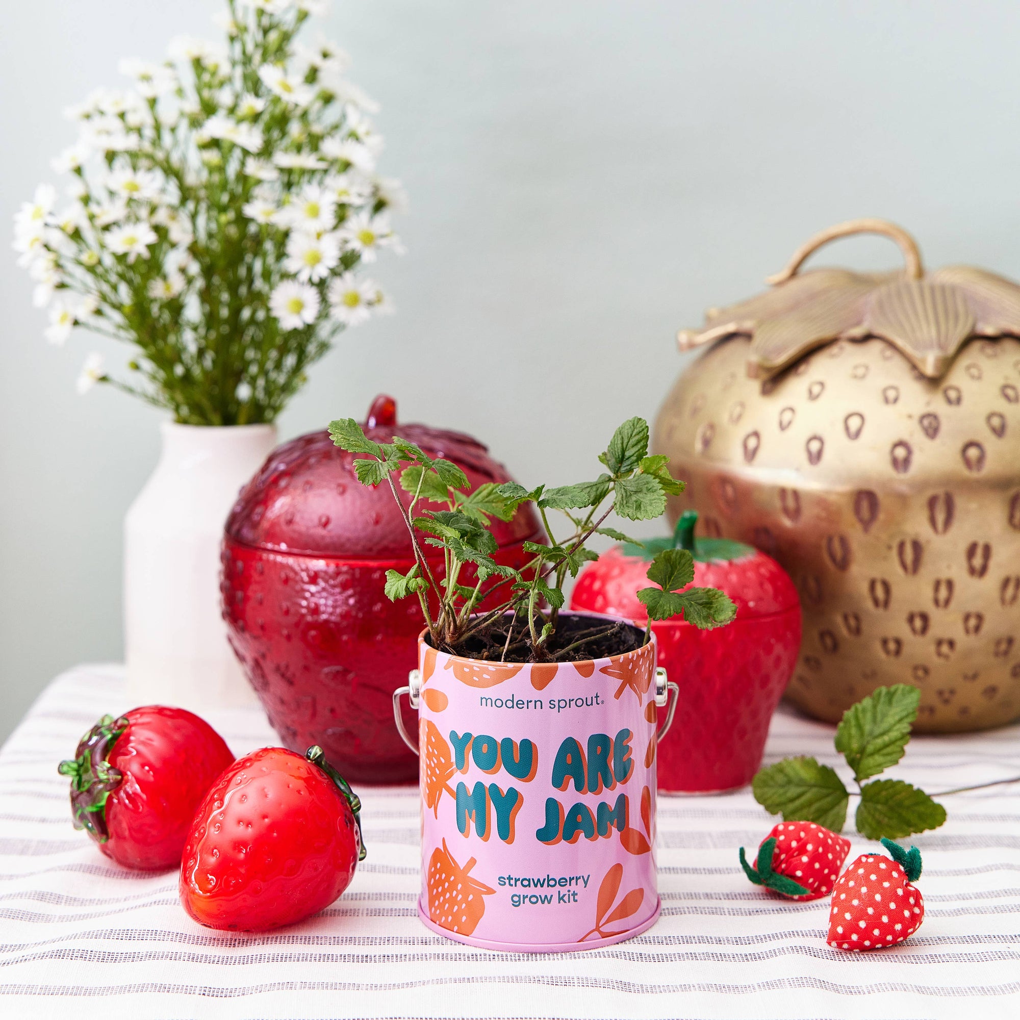 Strawberry Color Grow Kits