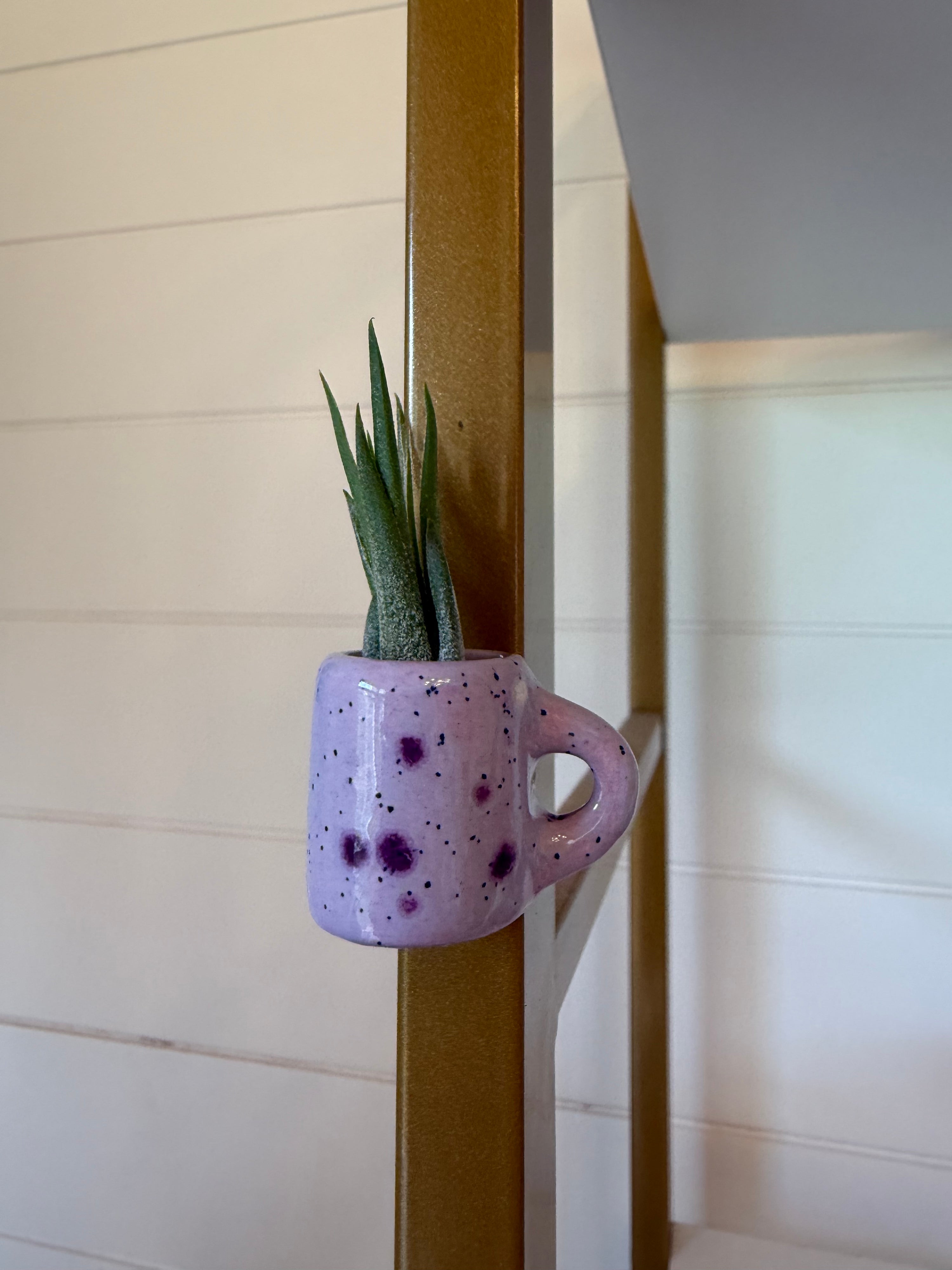 Mini Magnetic Air Plant Mug