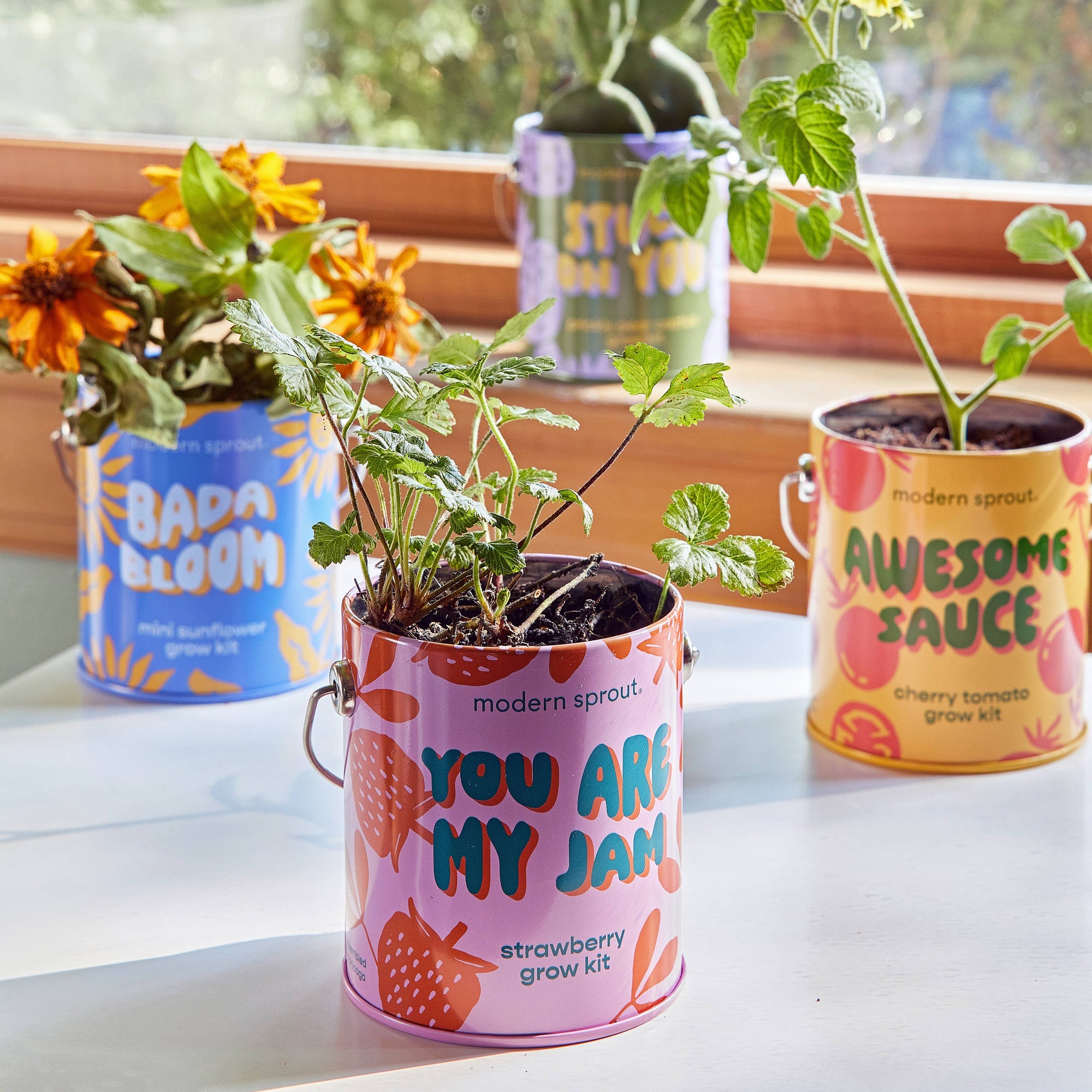 Strawberry Color Grow Kits