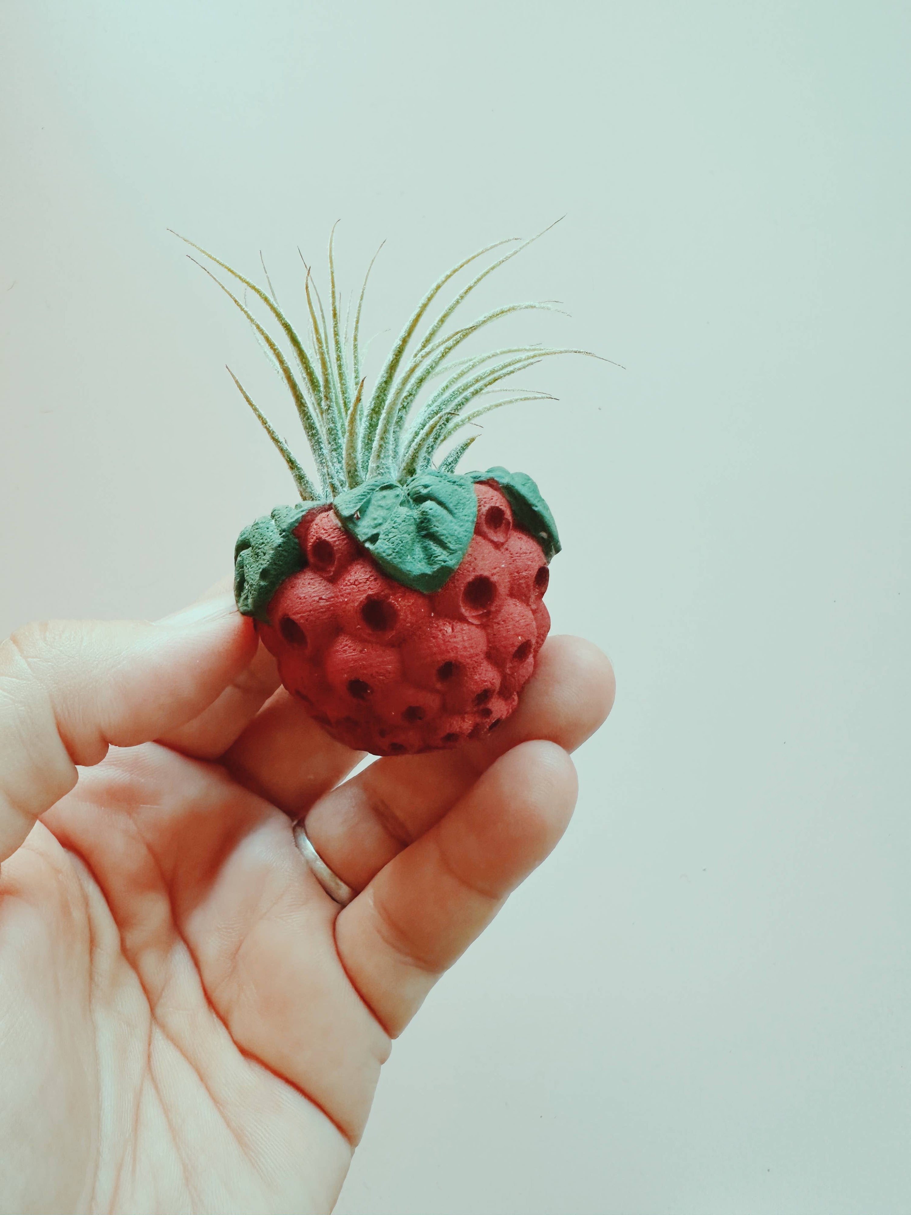 Raspberry Mini Planter with Air Plant