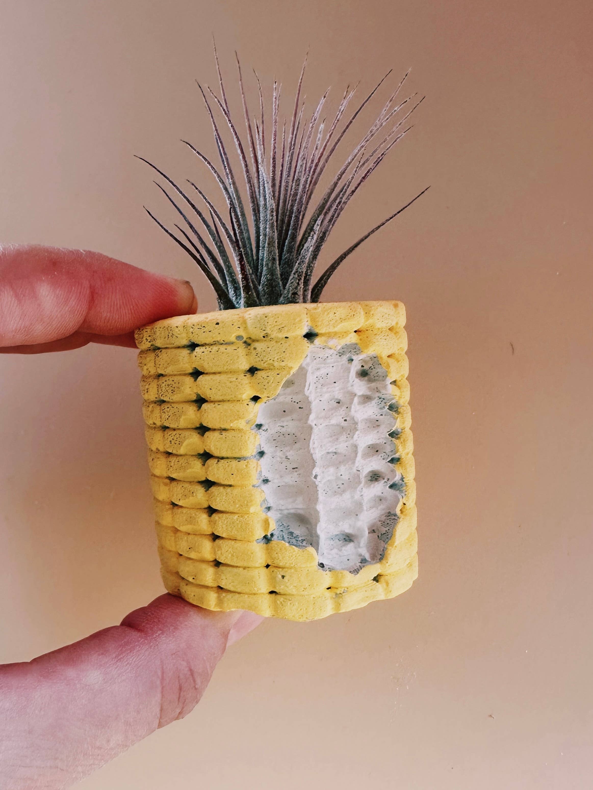 Corn Cobb Mini Planter with Air Plant