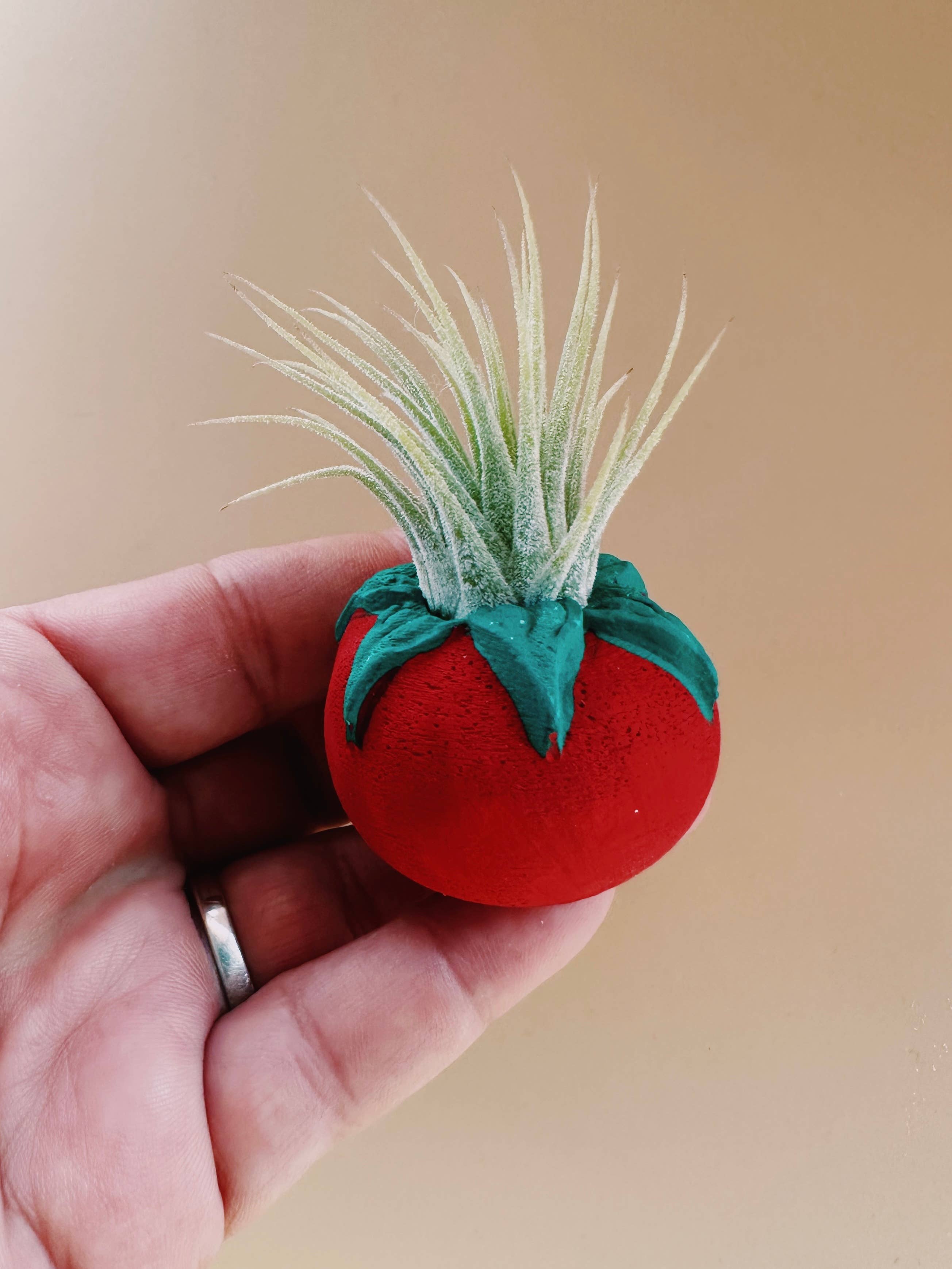 Tomato Mini Planter with Air Plant