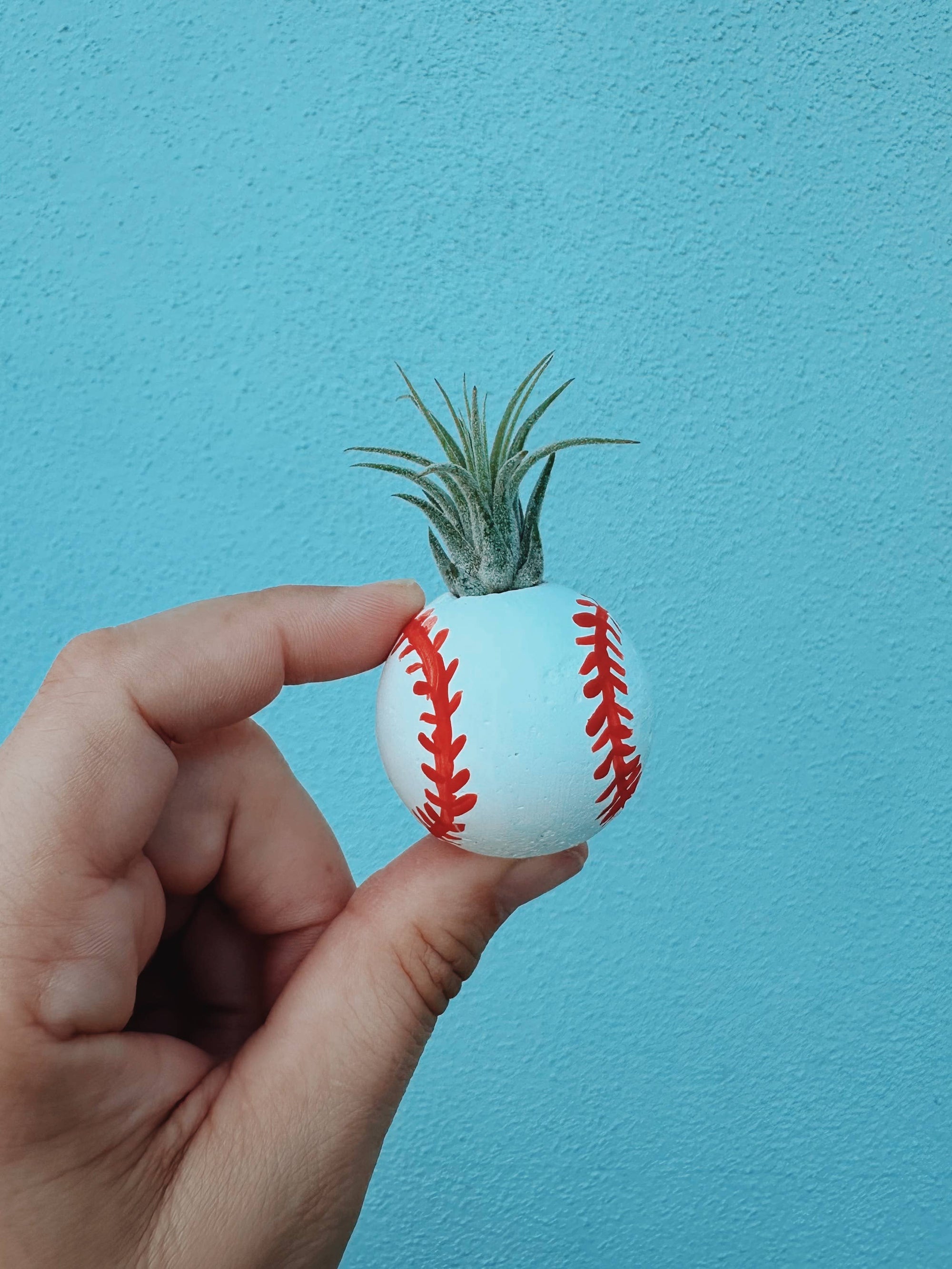 Baseball Mini Planter with Air Plant