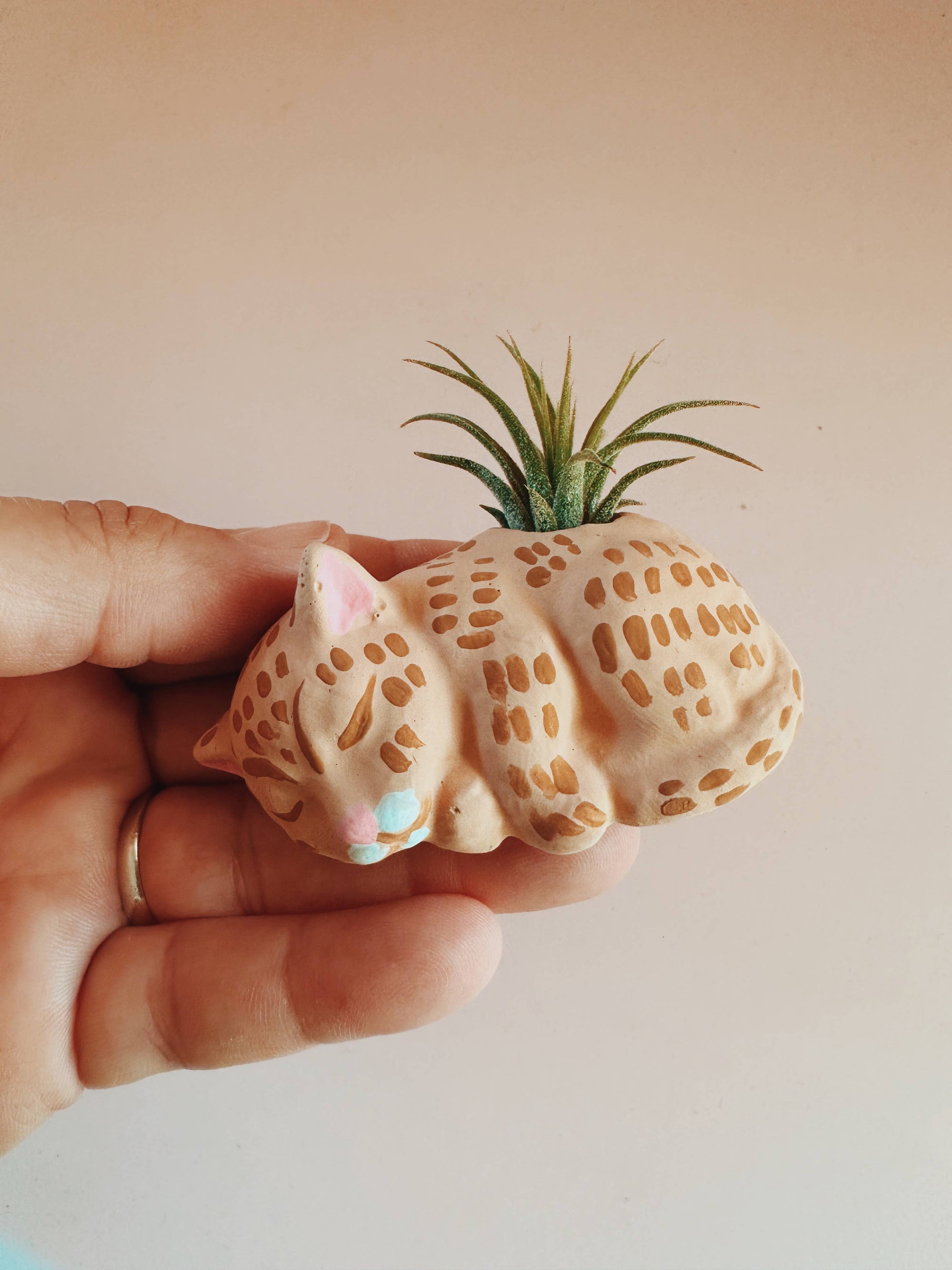 Cozy Cat Mini Planter with Air Plant