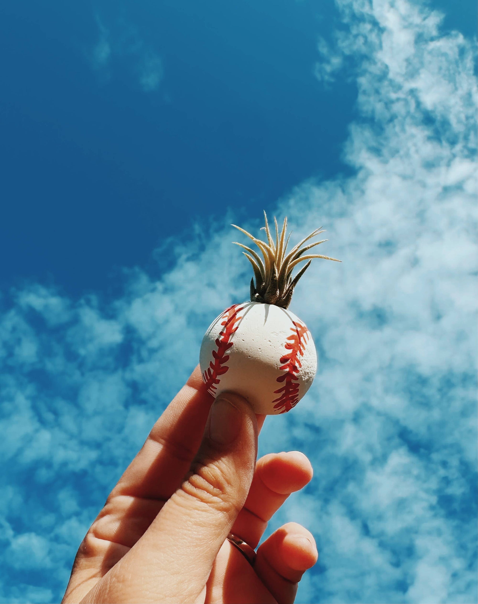 Baseball Mini Planter with Air Plant