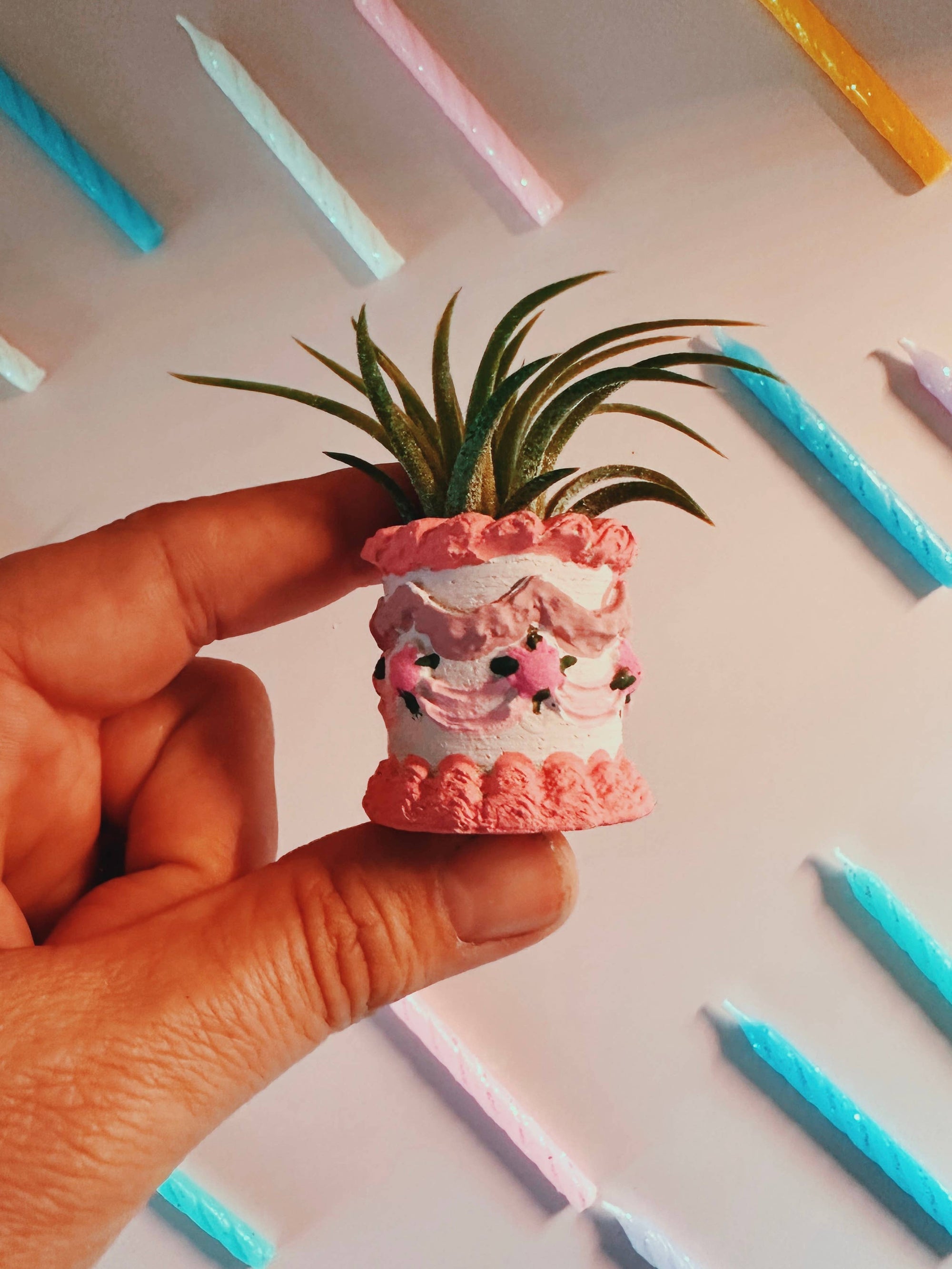 Pink Birthday Cake Mini Planter and Air Plant