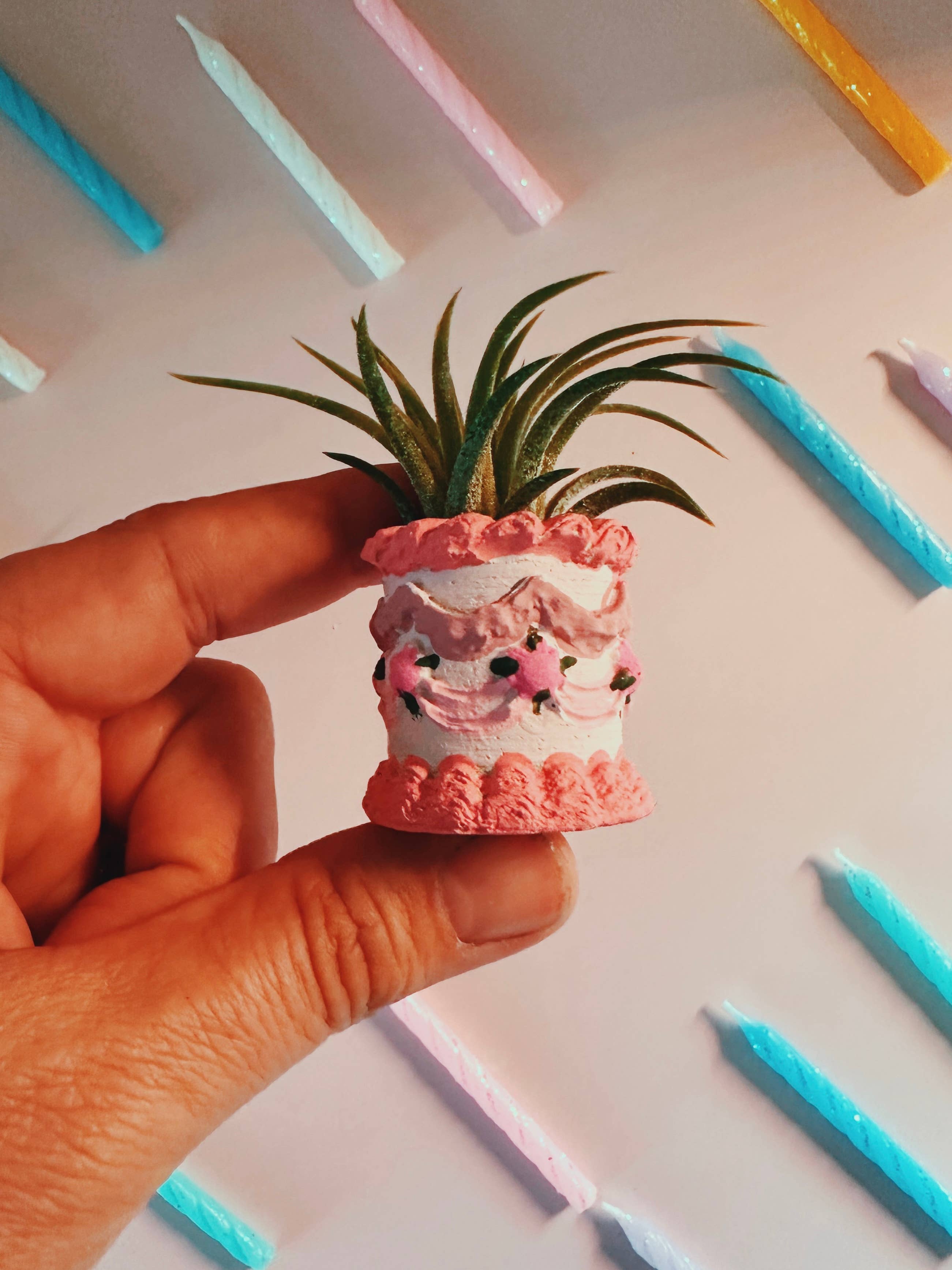 Pink Birthday Cake Mini Planter and Air Plant
