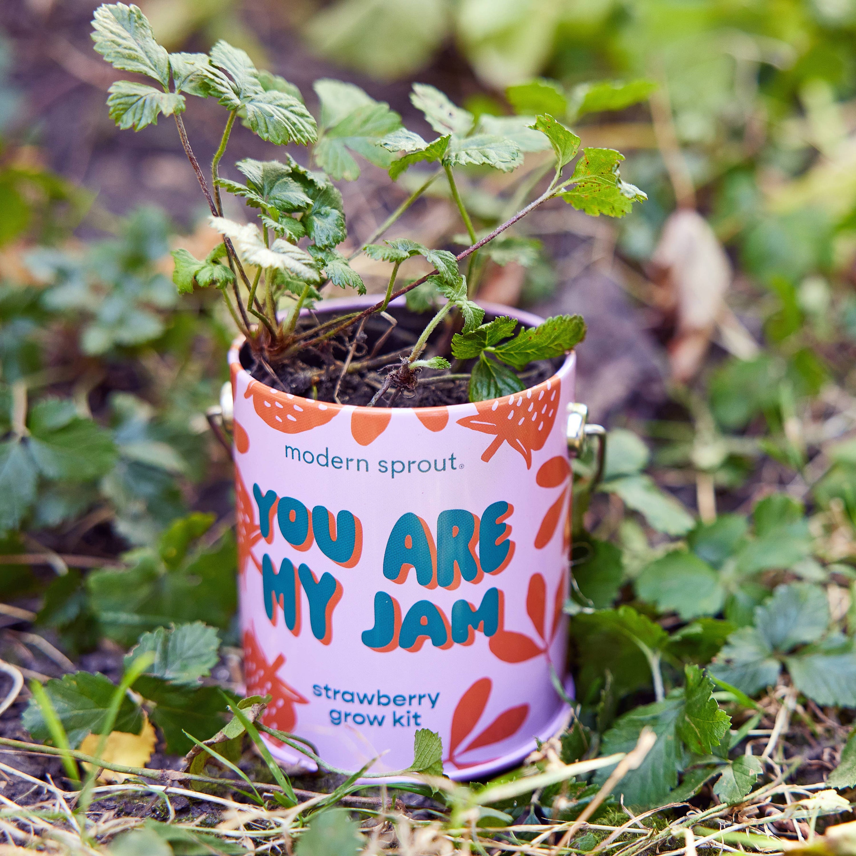 Strawberry Color Grow Kits