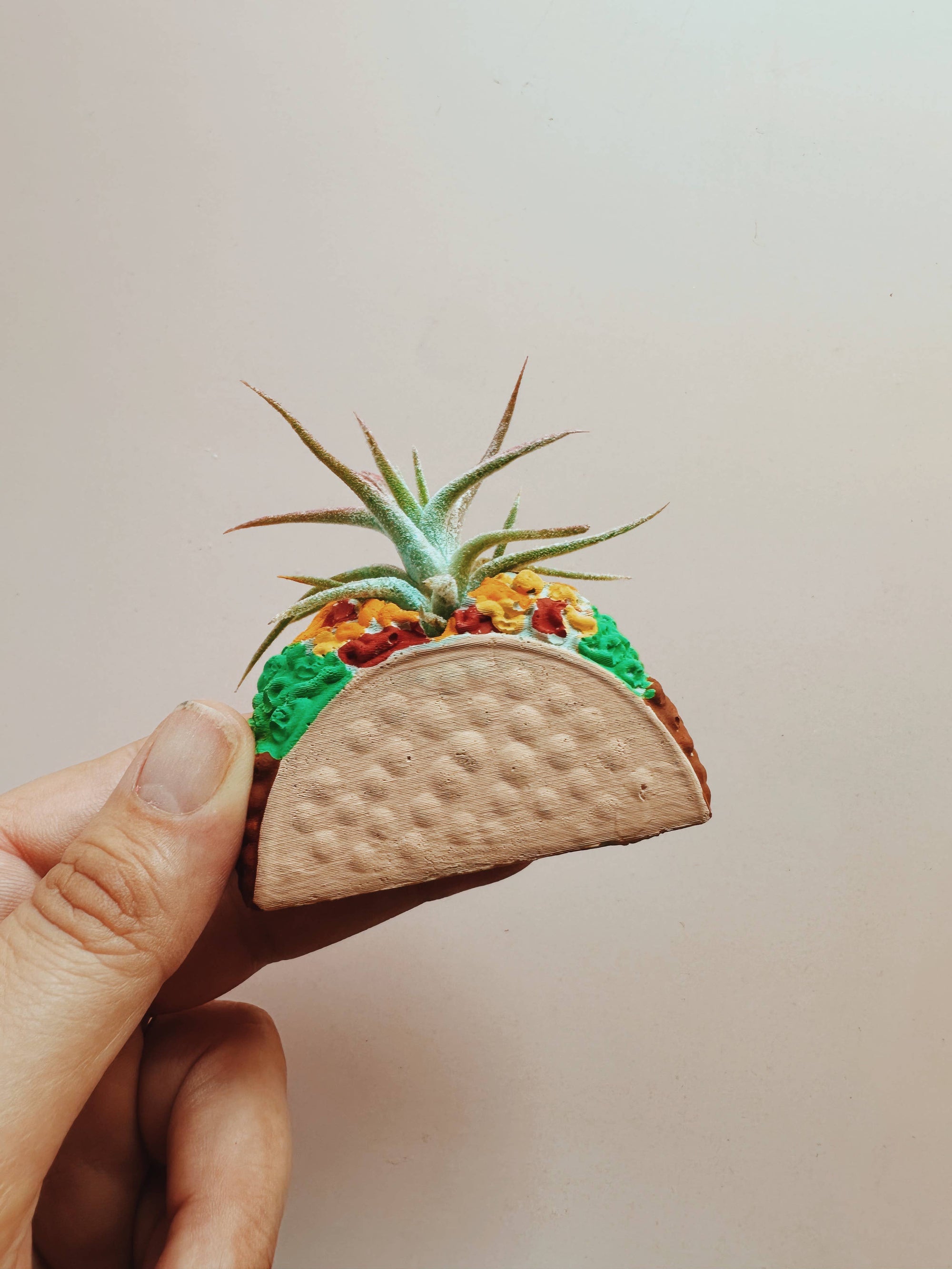 Taco Mini Planter with Air Plant