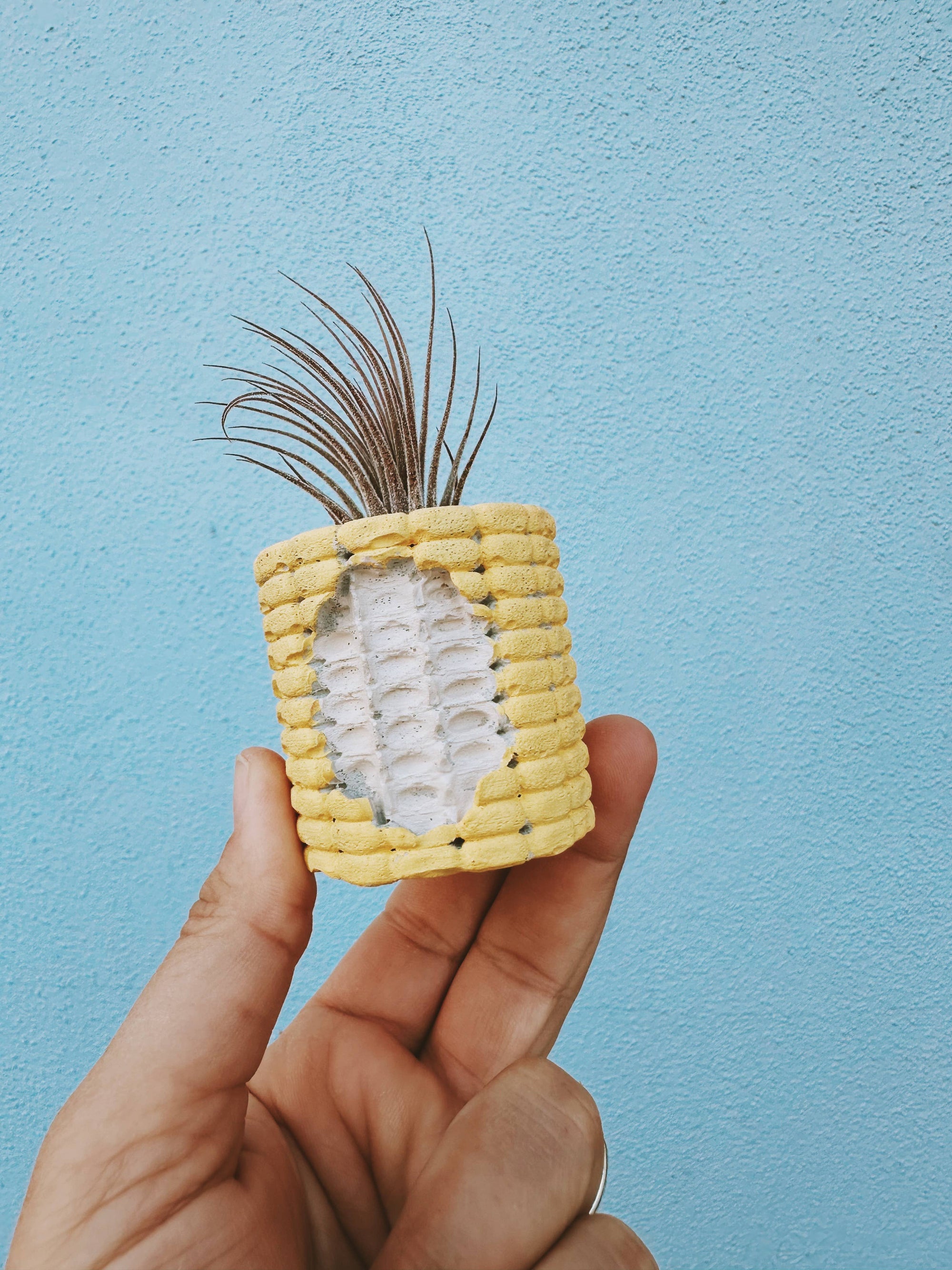 Corn Cobb Mini Planter with Air Plant