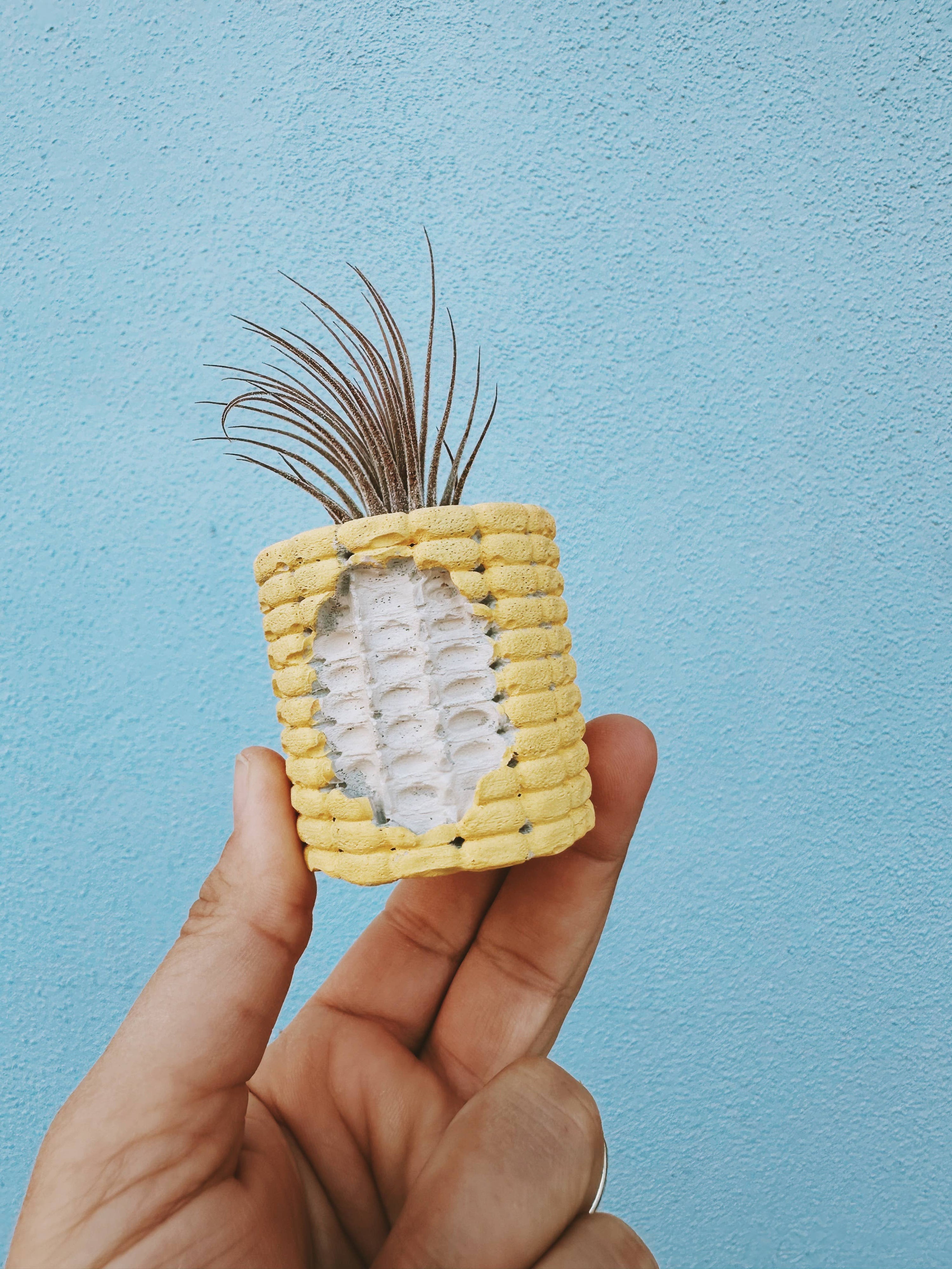 Corn Cobb Mini Planter with Air Plant