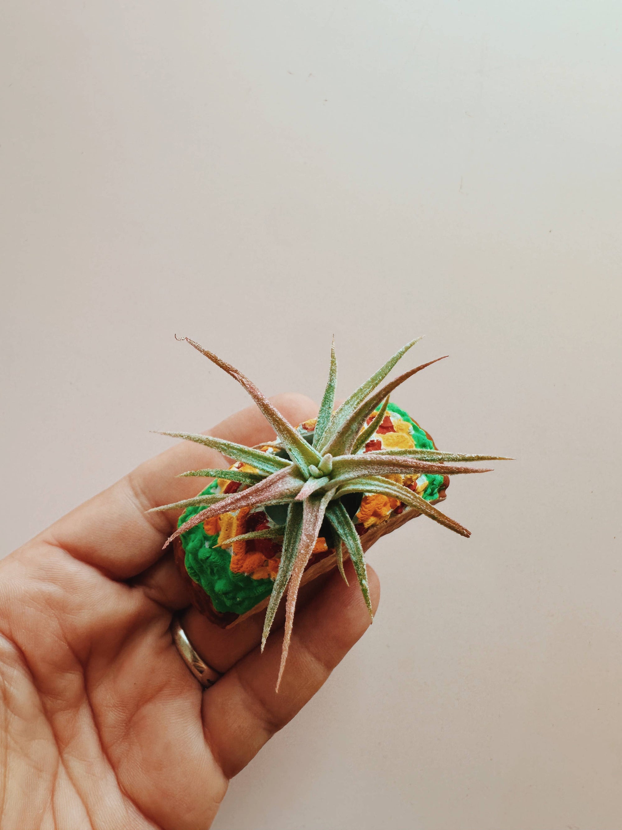 Taco Mini Planter with Air Plant