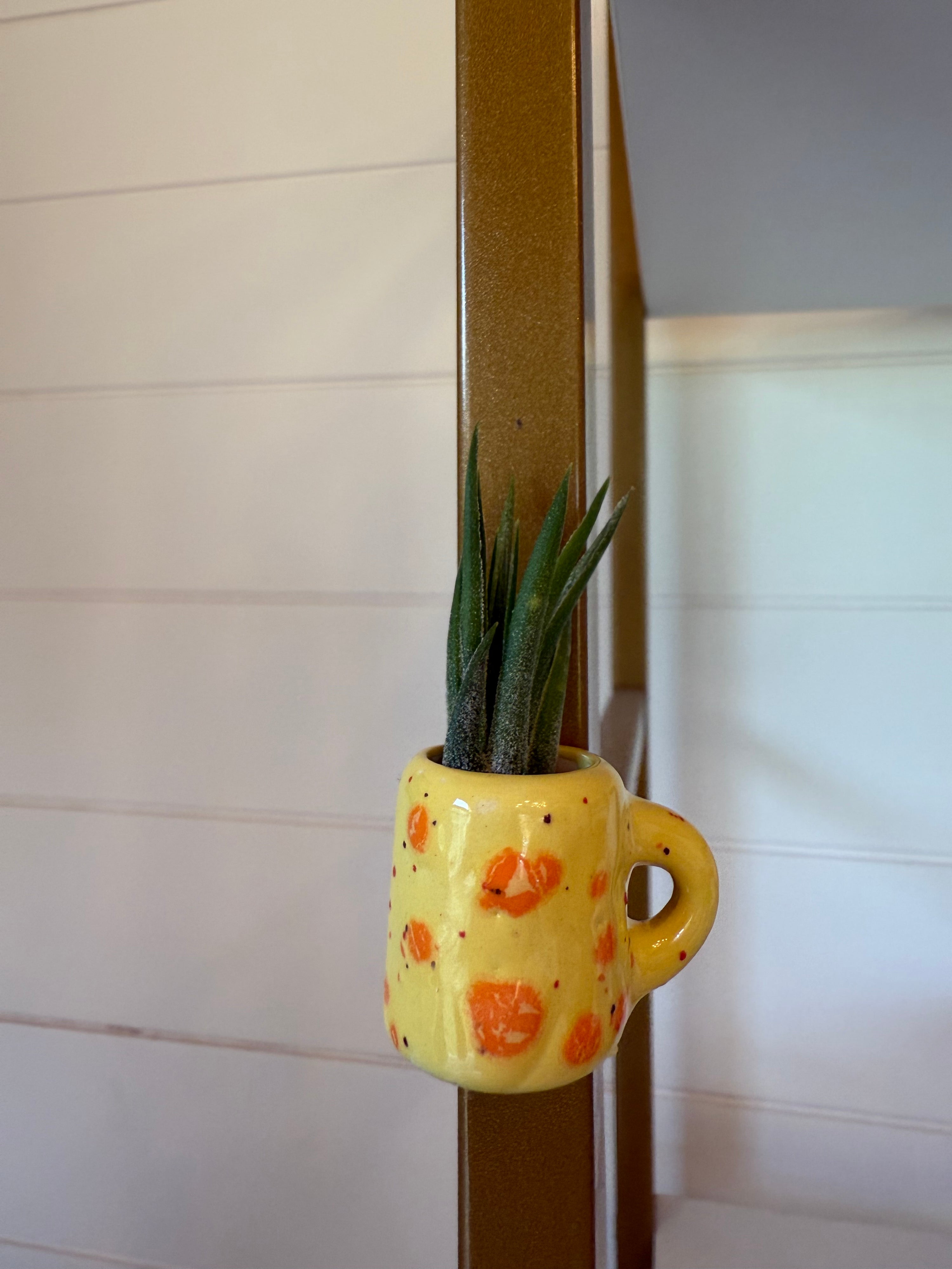 Mini Magnetic Air Plant Mug