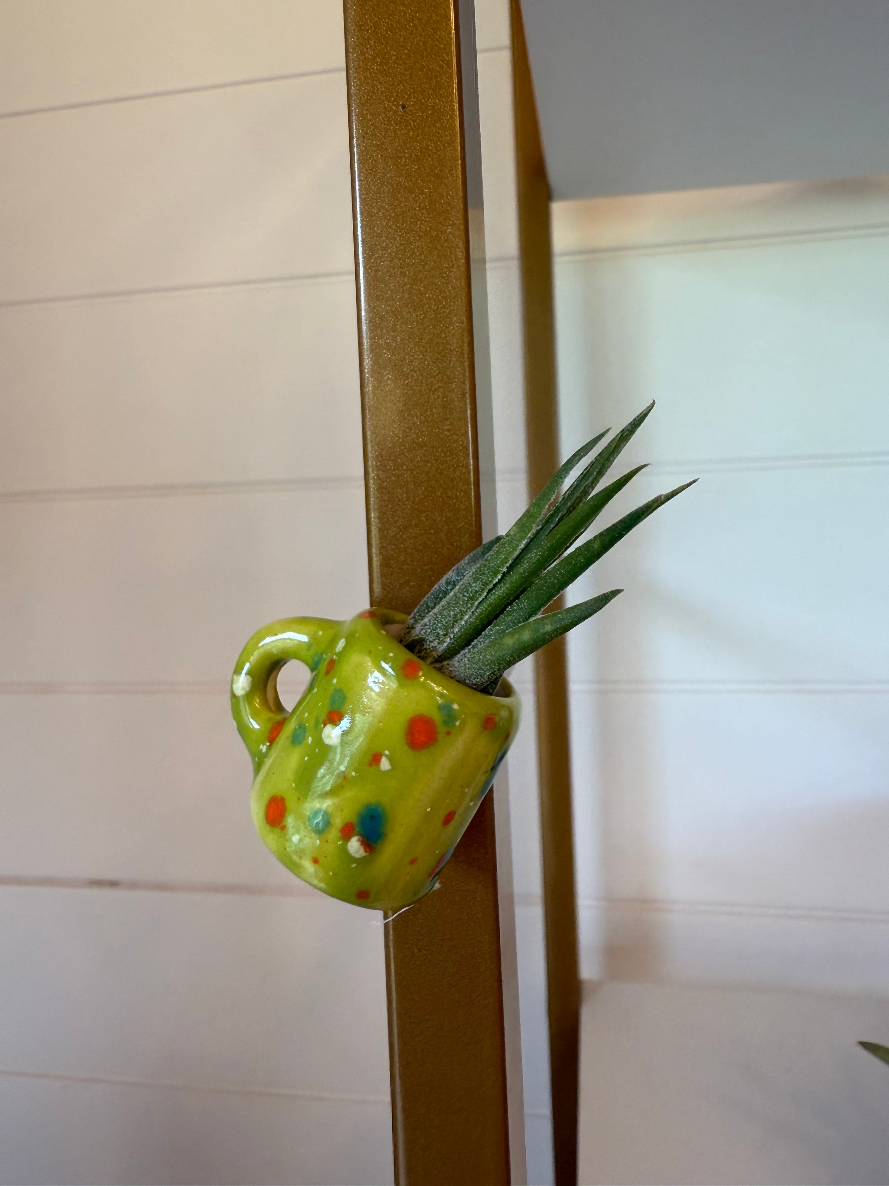 Mini Magnetic Air Plant Mug