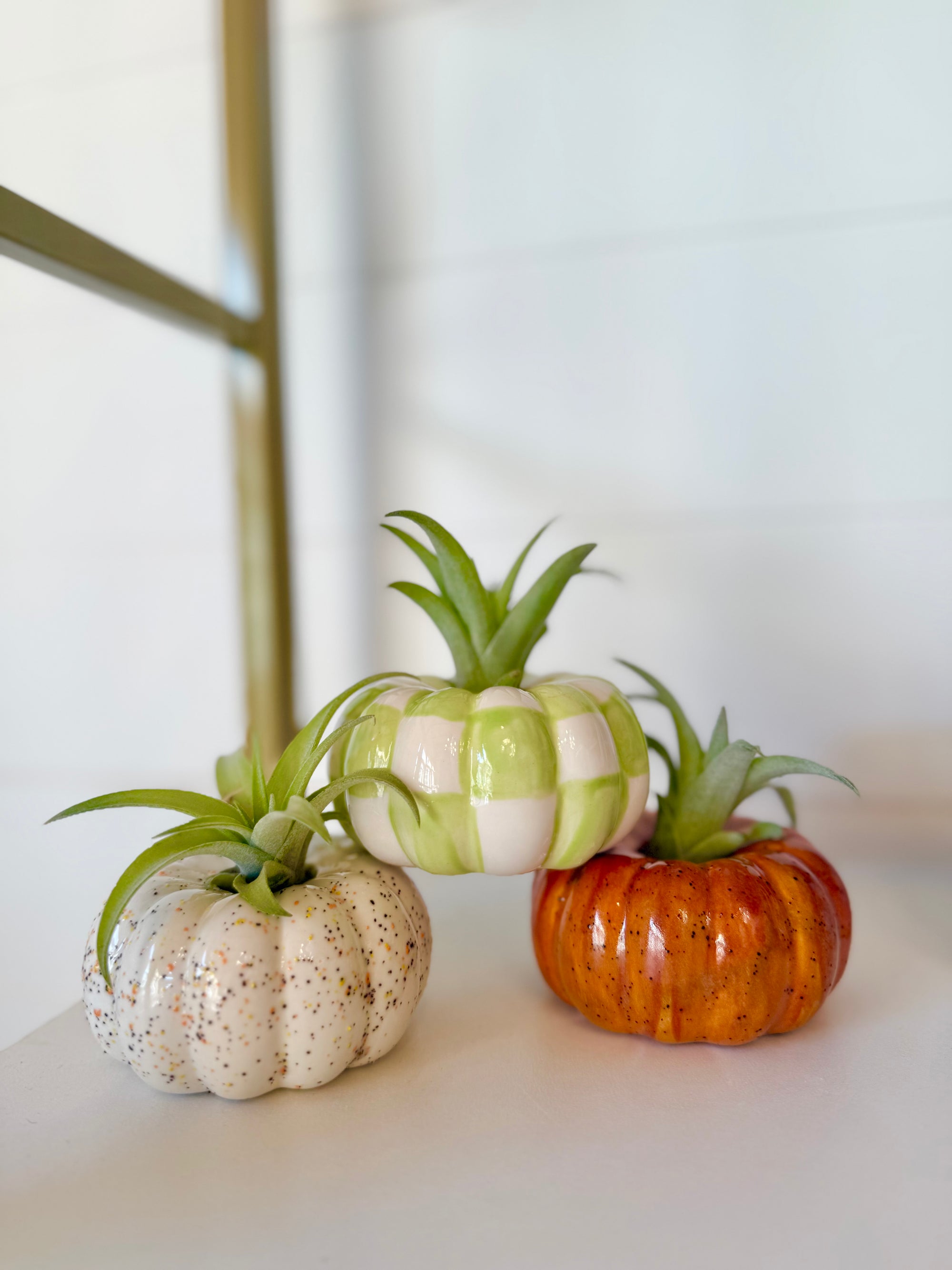 Pumpkin Air Plant