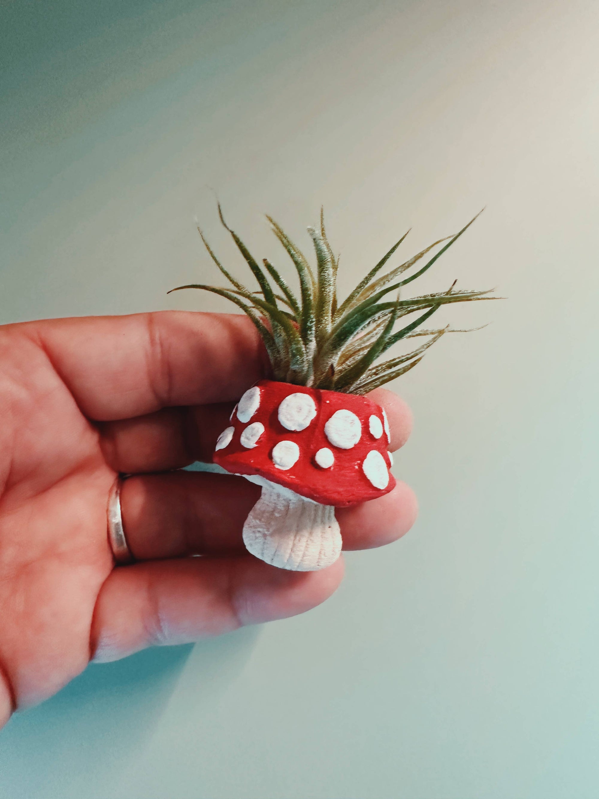 Mushroom Fungi Mini Planter and Air Plant