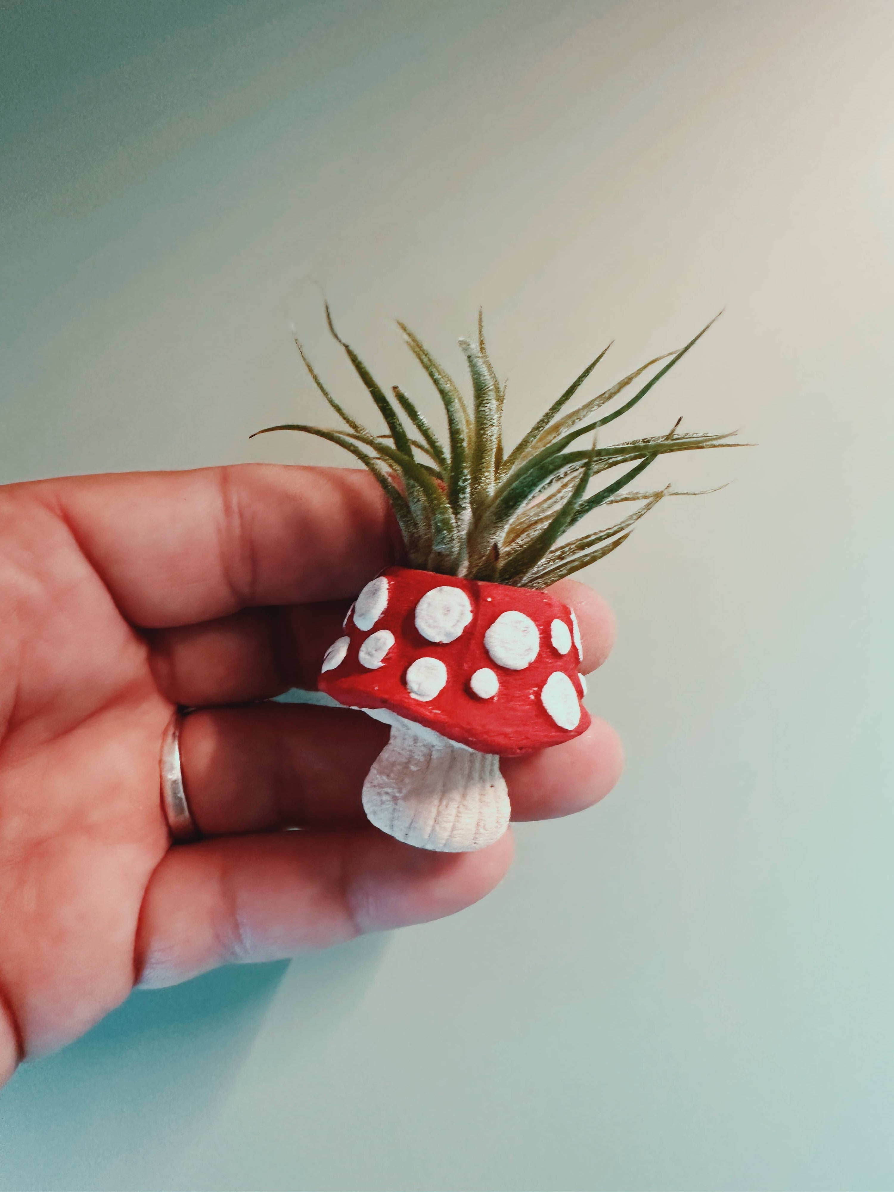 Mushroom Fungi Mini Planter and Air Plant