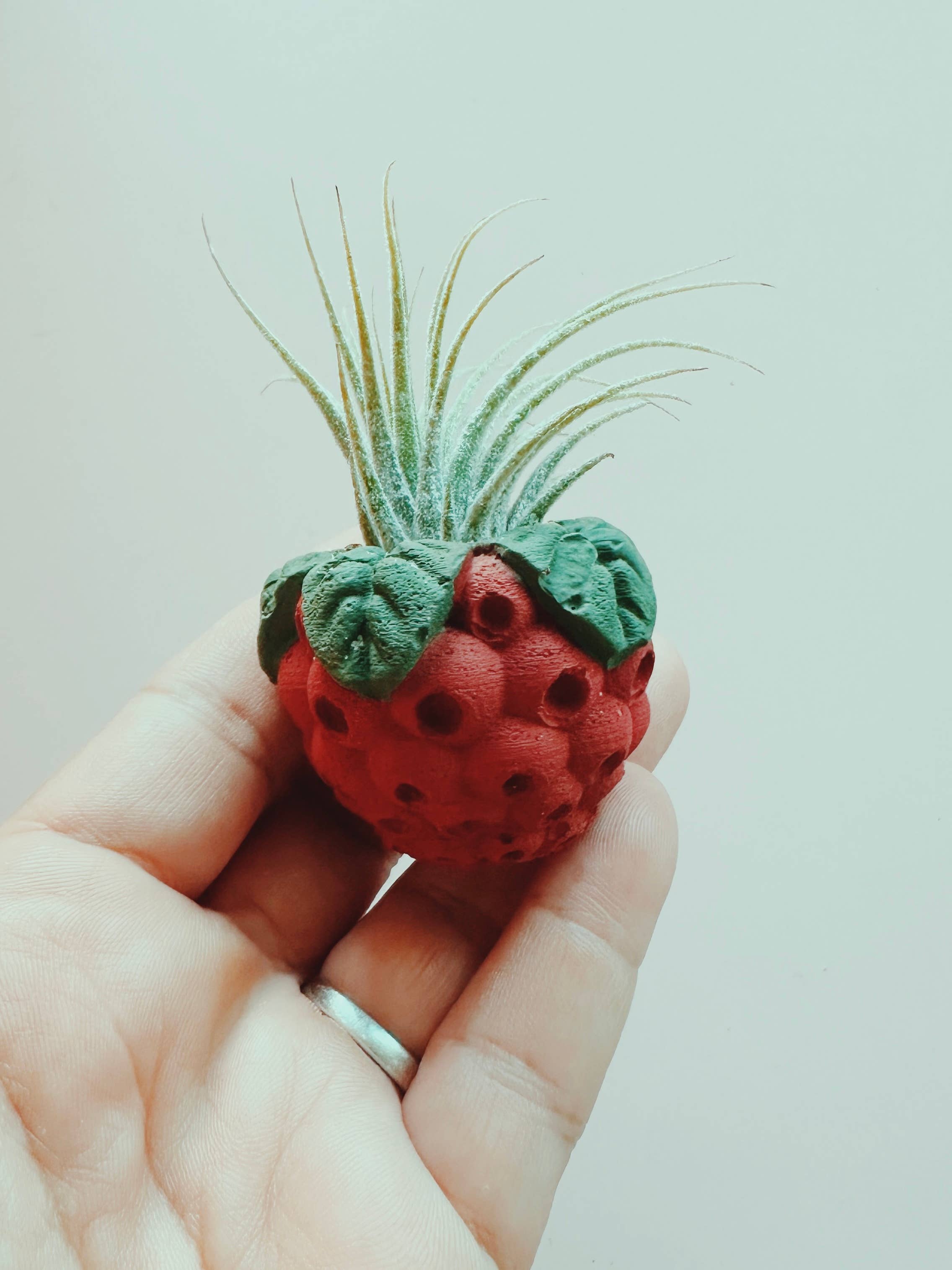 Raspberry Mini Planter with Air Plant