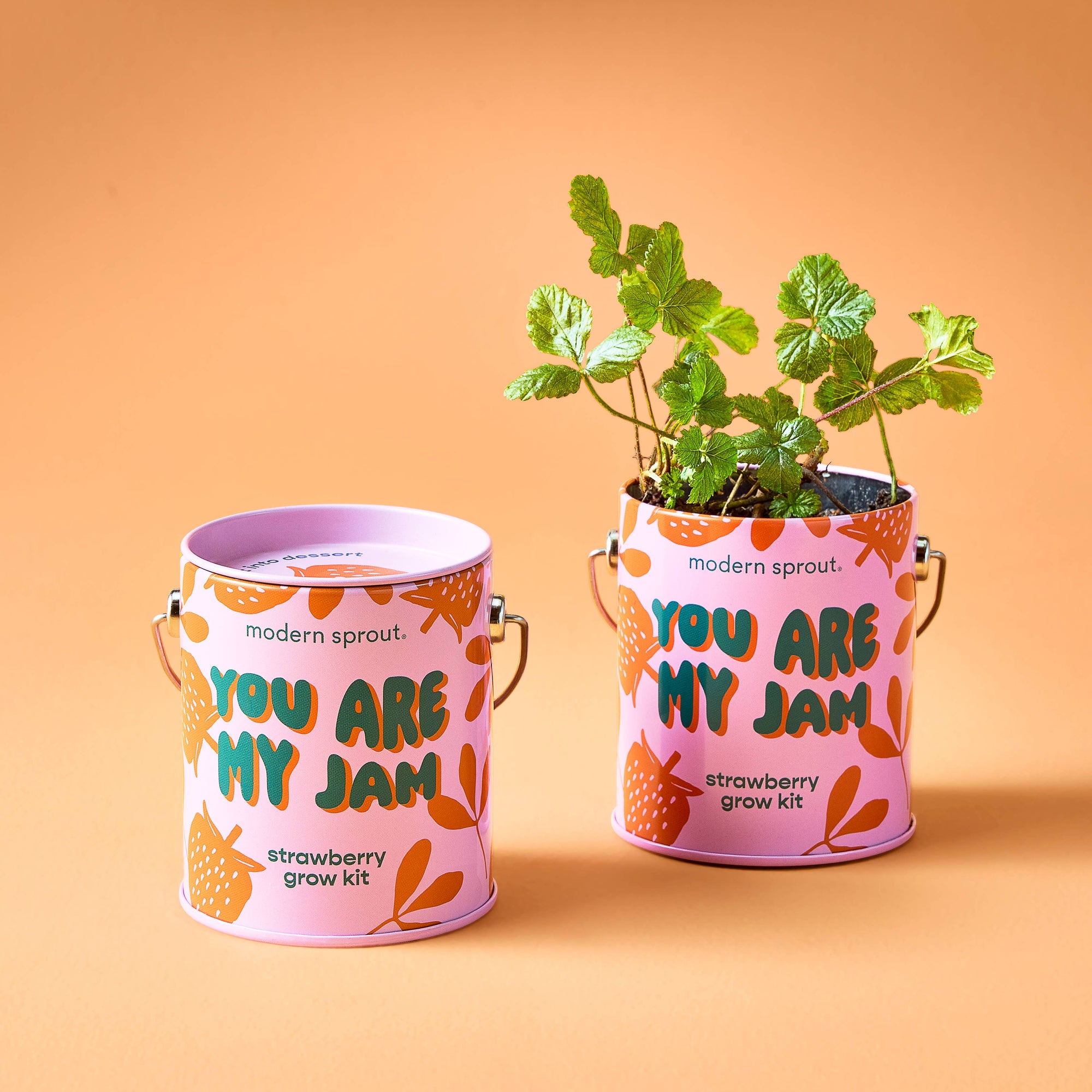 Strawberry Color Grow Kits