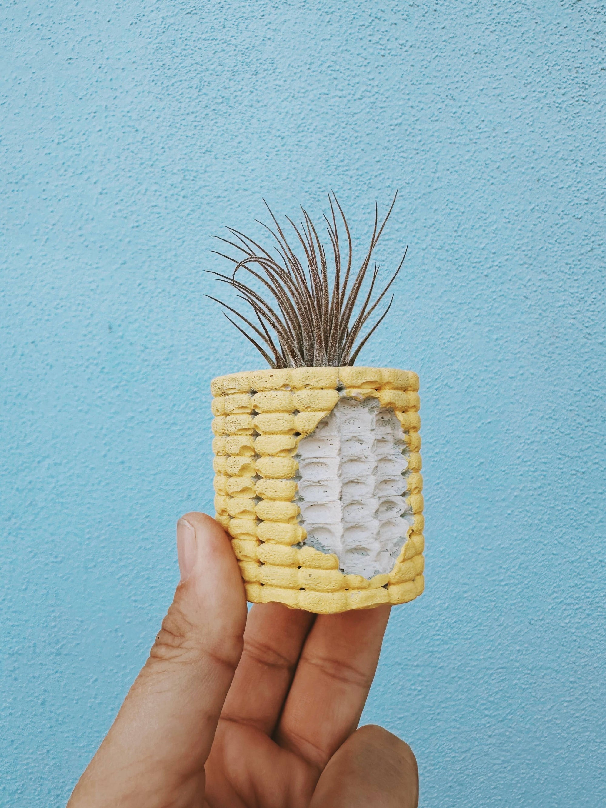Corn Cobb Mini Planter with Air Plant
