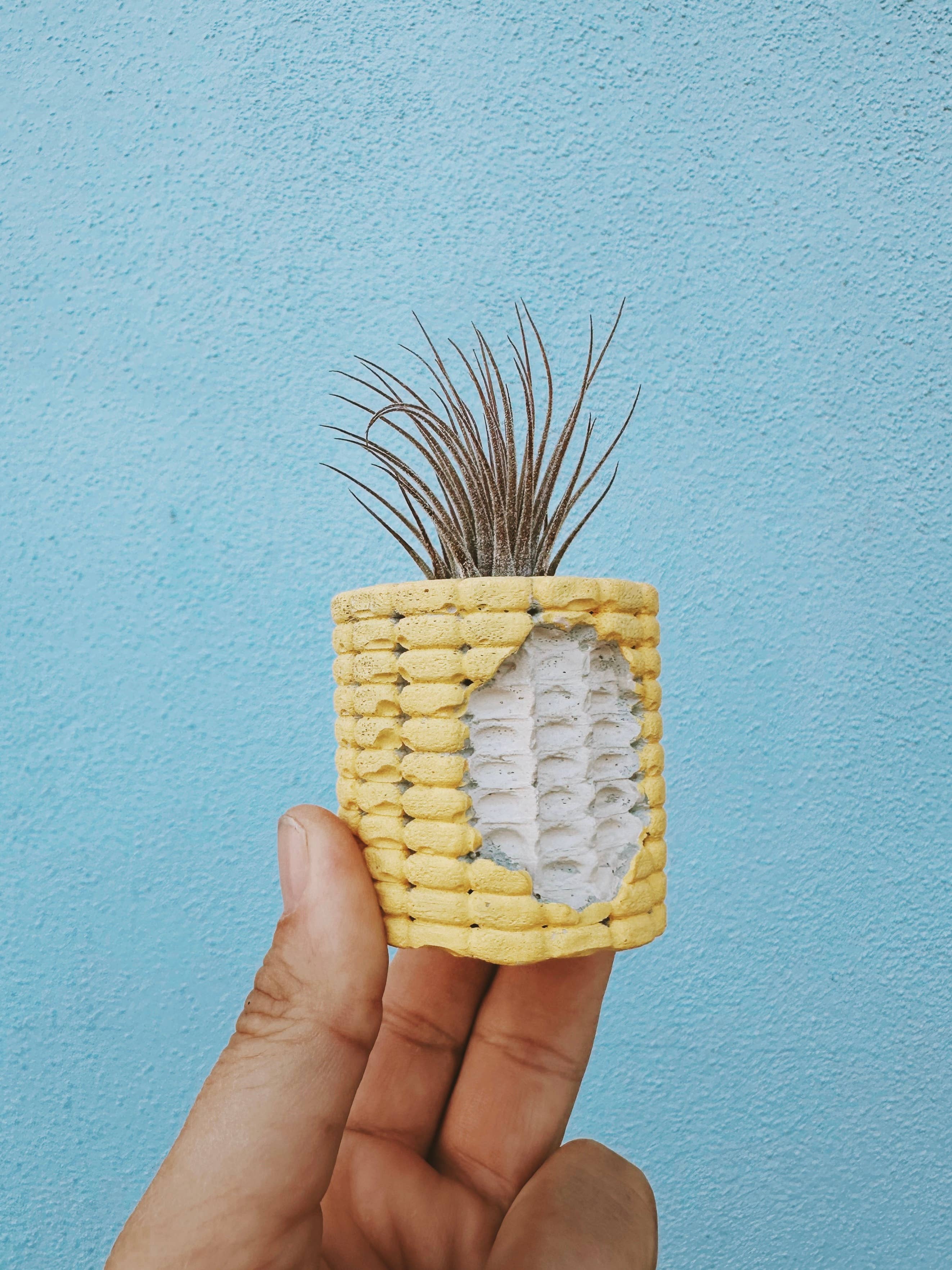 Corn Cobb Mini Planter with Air Plant