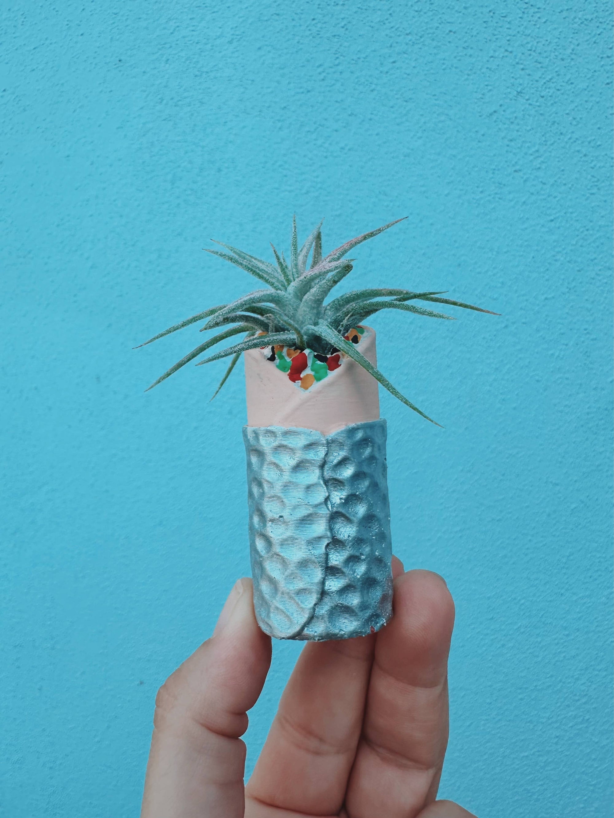 Burrito Mini Planter with Air Plant