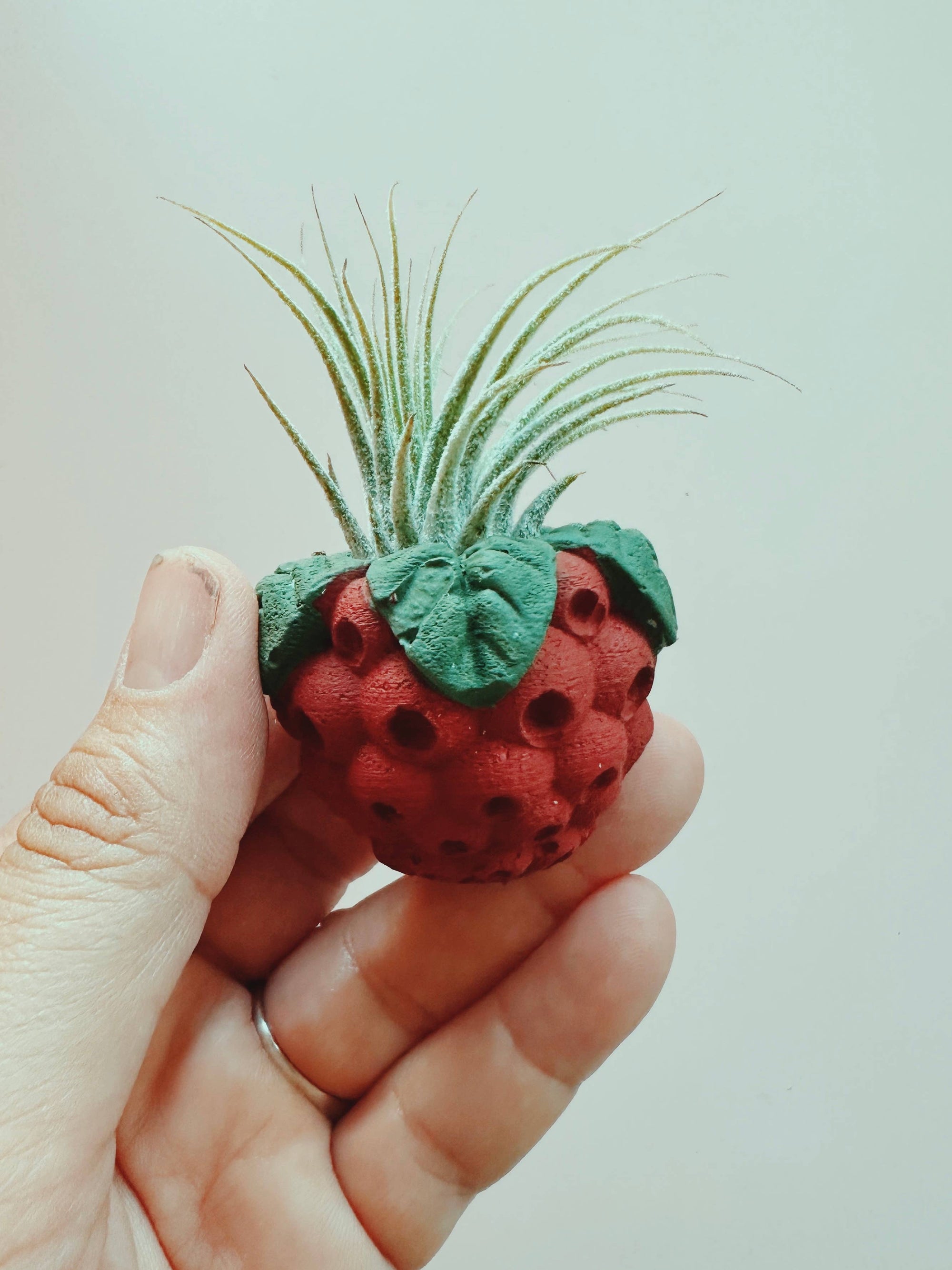 Raspberry Mini Planter with Air Plant