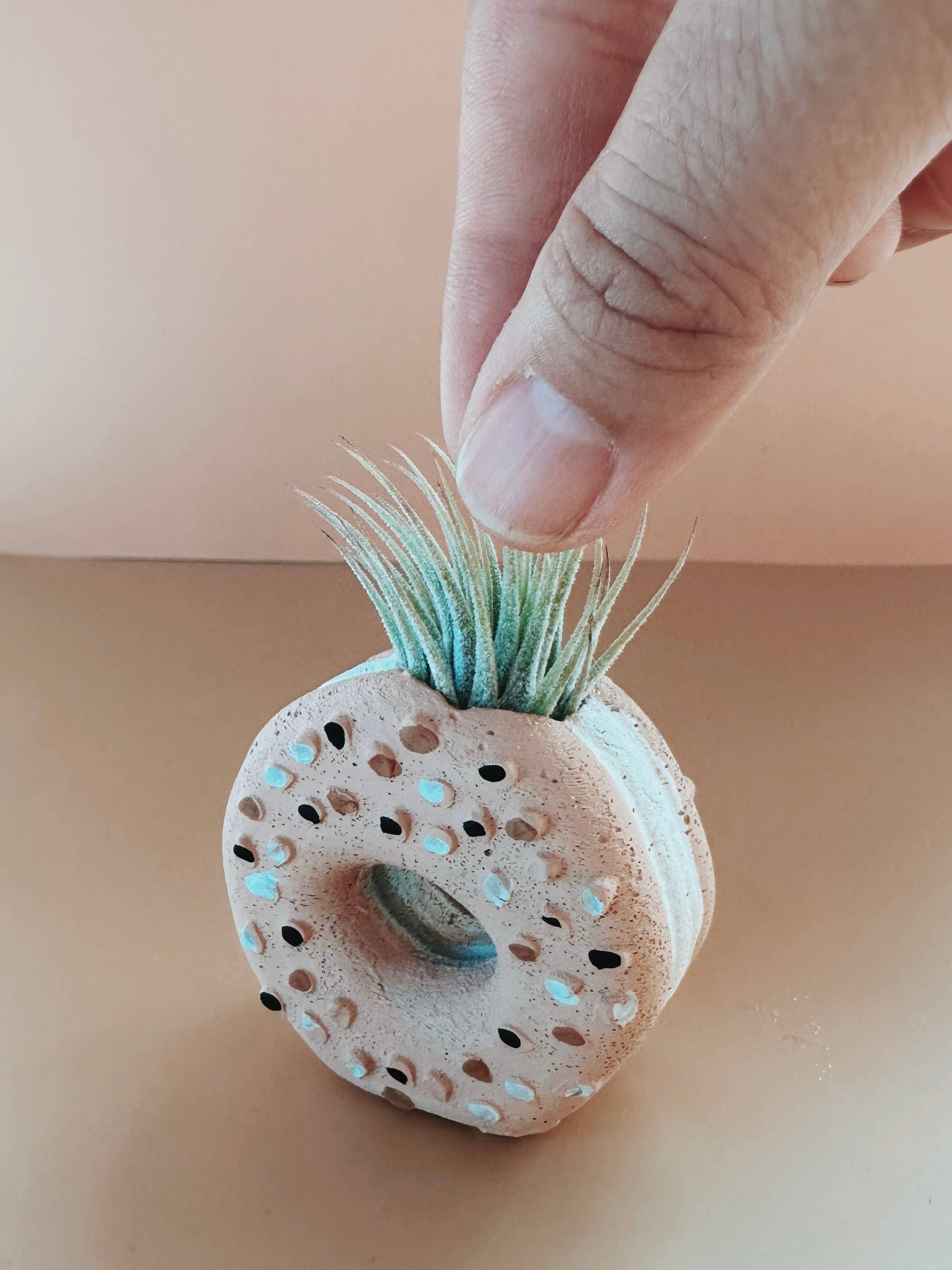Everything Bagel Mini Planter with Air Plant