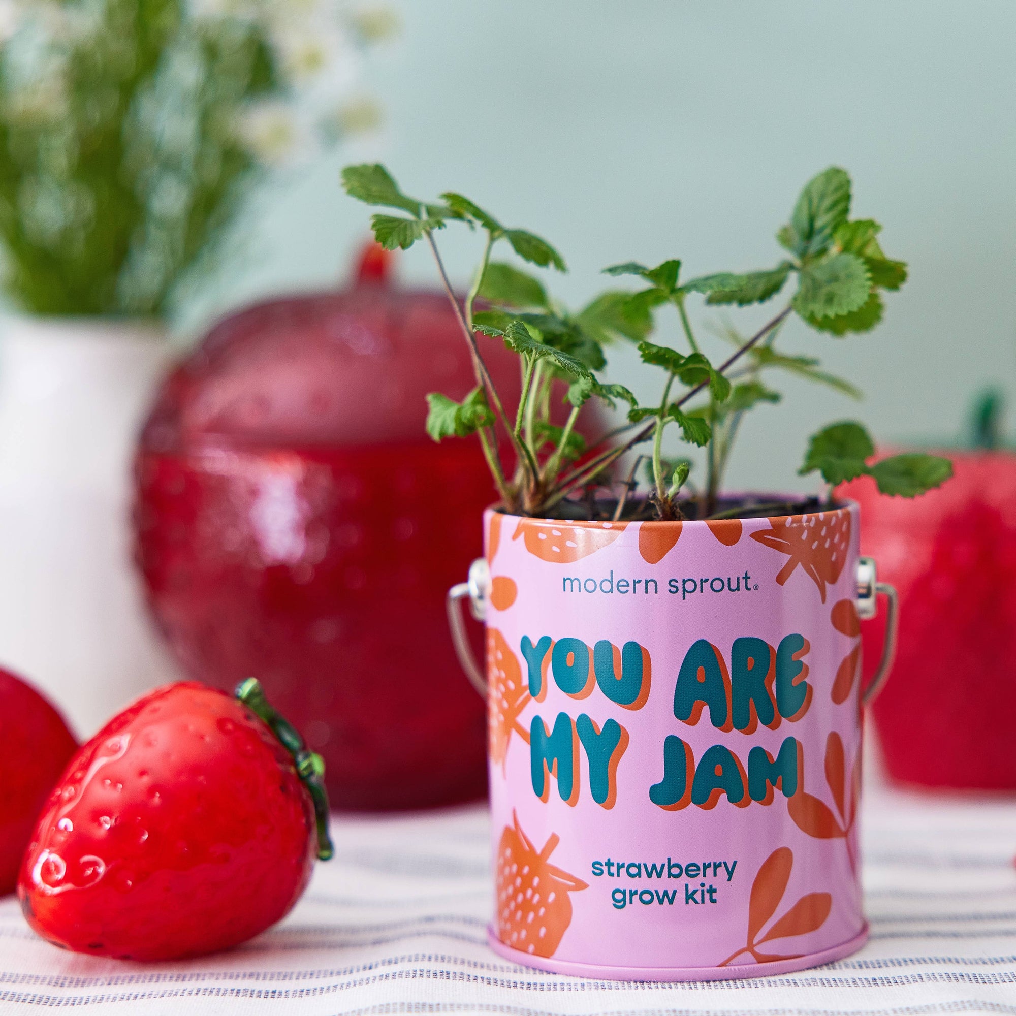 Strawberry Color Grow Kits