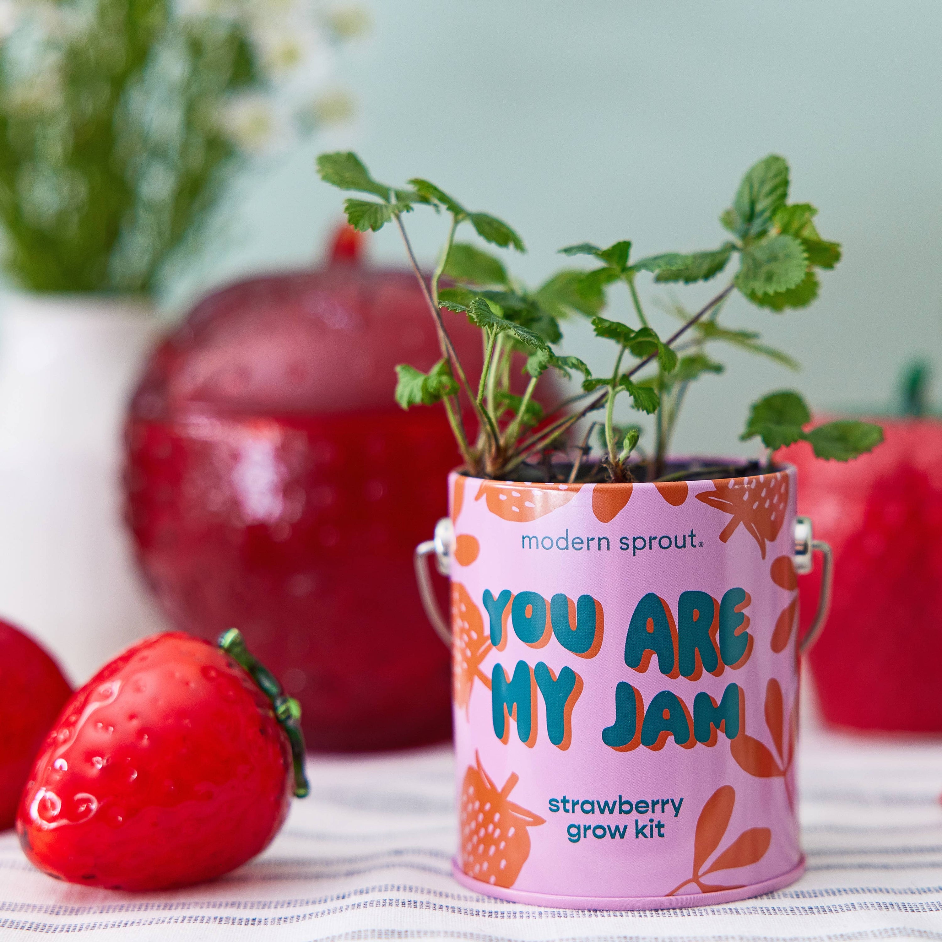 Strawberry Color Grow Kits